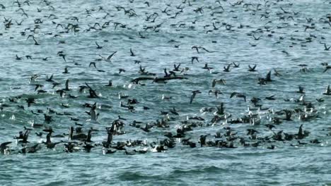 thousands of water birds and seagulls flying on the sea, left pan