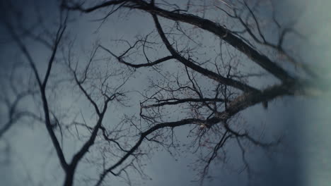 Bare Branches Against a Cloudy Sky