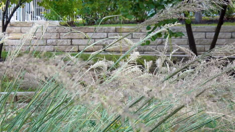 Ornamental-grass-sways-in-the-breeze,-switchgrass-dances-in-wind,-slow-motion----4K