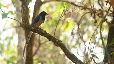 Red-billed-Blue-Magpie,-Urocissa-erythroryncha,-perched-on-a-branch-facing-to-the-right-under-the-shade-of-a-tree-one-hot-summer-day,-looks-around-and-towards-the-camera,-Huai-Kha-Kaeng,-Thailand