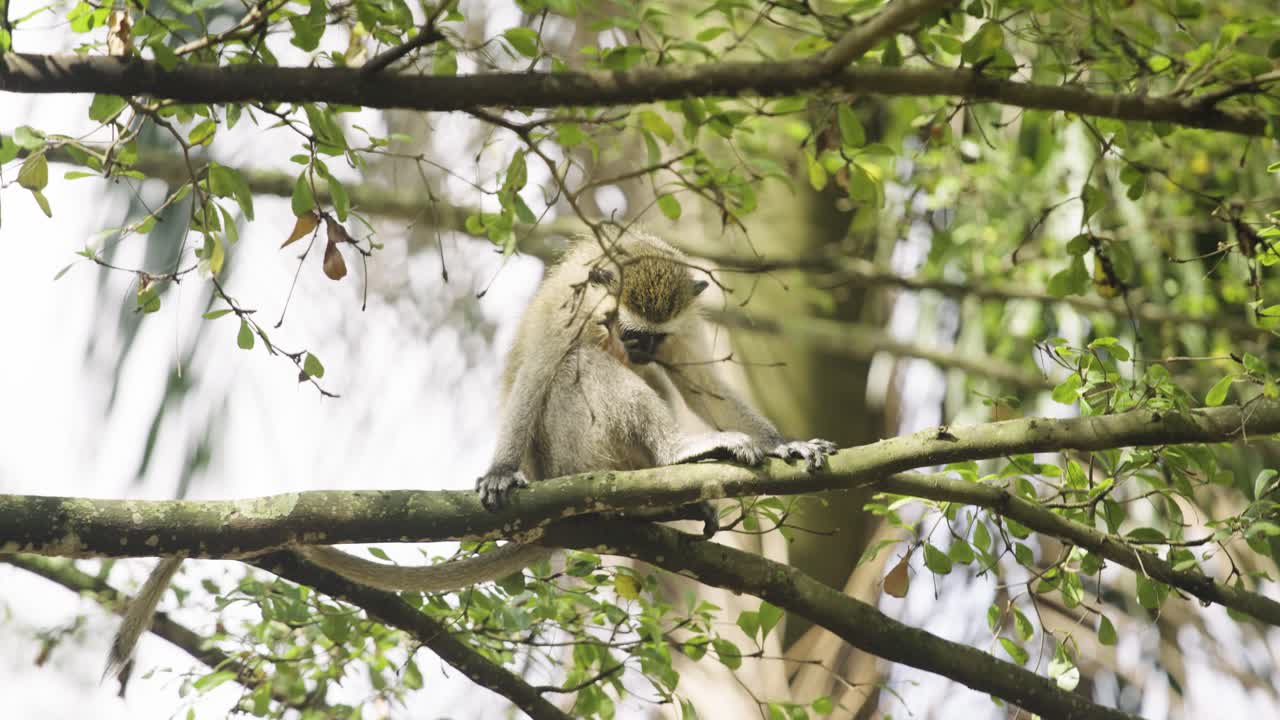 Monkey sitting in a tree in Uganda Africa