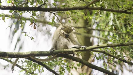monkey sitting in a tree in uganda africa