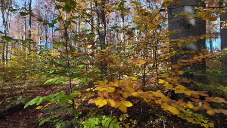 autumn forest scenery: golden leaves and sunlight