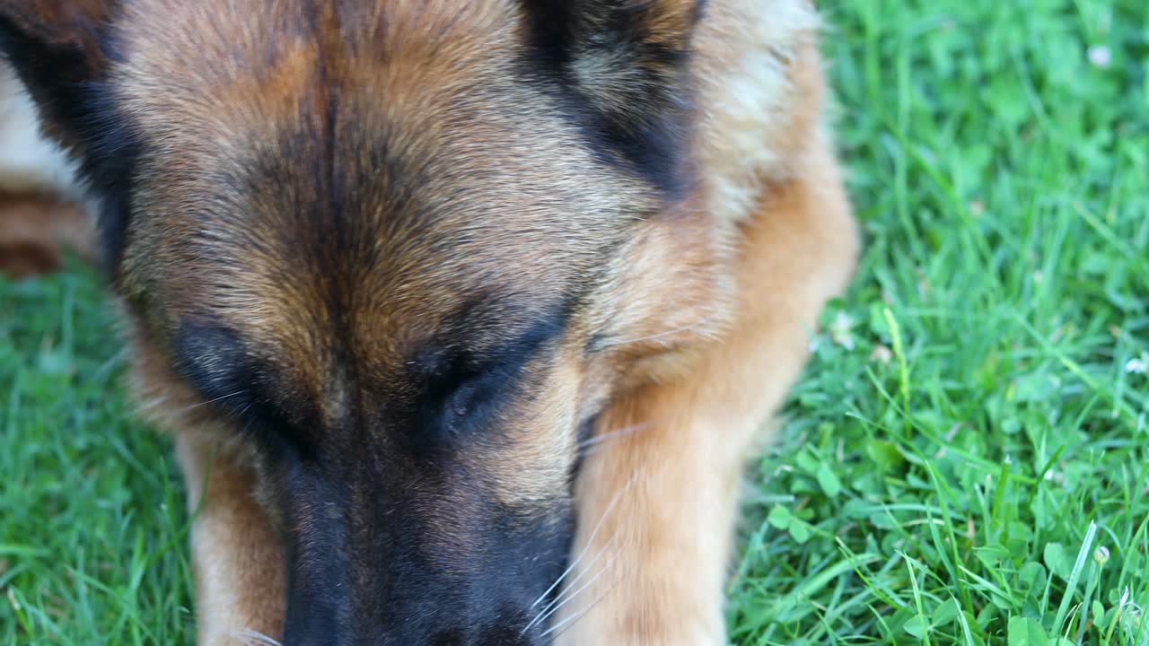 Cinematic close up top down shot of a German Shepherd dog eating while laying in the grass licking its nose