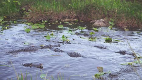 alligators eating fish in south florida everglades in 4k resolution while panning left to right