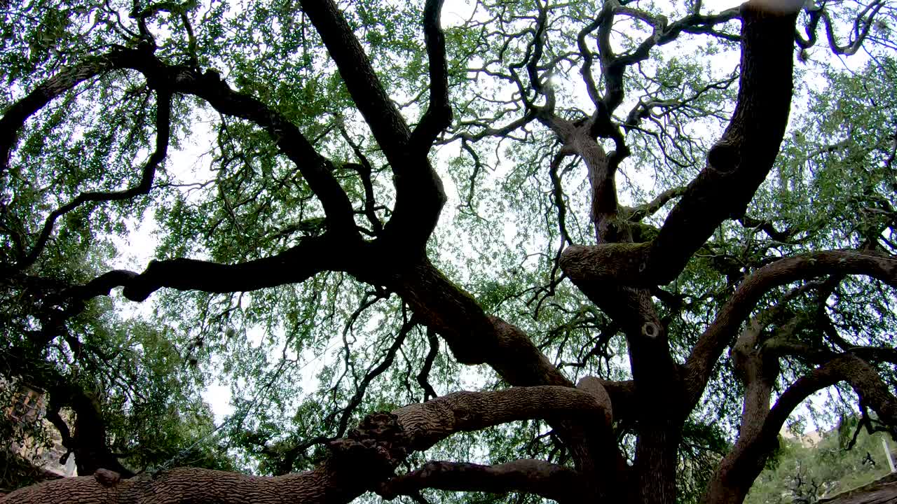 This large oak tree on The Alamo grounds is over 100 years old and its branches fill nearly the full courtyard by the old barracks. 4K 30fps Seg 3 of 4 Slow Motion