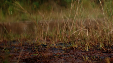 person running through grass wearing red shoes