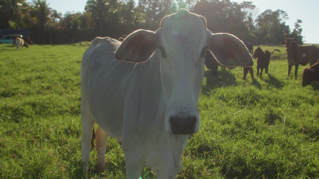 vaca blanca curiosa: un primer plano de un ganado lechero pastando en un pasto rural
