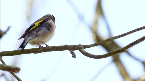 adorable dendrocopos major bird sitting on tree twig in nature