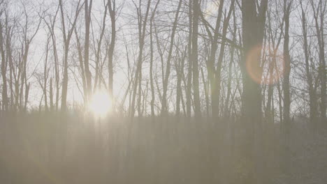 sun-shines-through-the-fall-trees_lens-flares_slo-mo