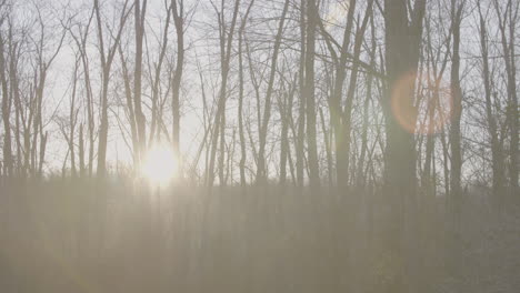 Sonne-Scheint-Durch-Den-Herbst-Bäume_Lens-Flares_slo-mo