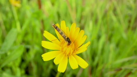 long hoverfly collecting nectar on yellow daisy flower in the garden