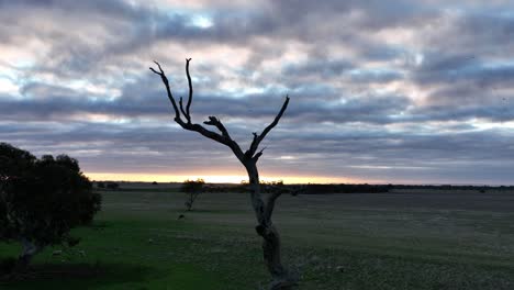 birds flying around dead tree at sunset