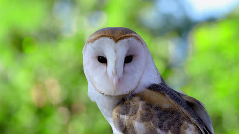 clip of a white owl looking around with big black eyes, close up, wildlife animal