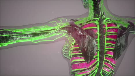 colored human internal organs scan