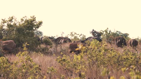 manada de búfalos africanos caminando en línea en sabana bushland