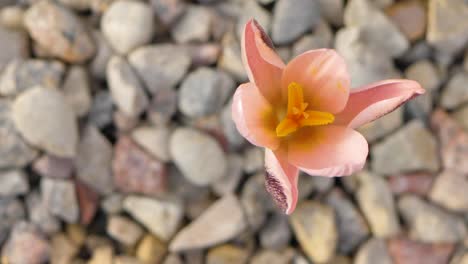 Crocus-pink-Alatavicus