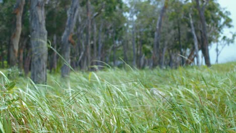 Long,-green-grass-blows-in-the-wind-being-pushed-from-the-ocean-sitting-just-over-the-hill