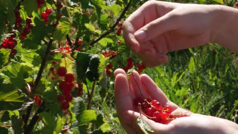 Mädchen-Pflücken-An-Einem-Windigen,-Sonnigen-Sommertag-Rote-Johannisbeeren-Vom-Busch,-Nahaufnahme