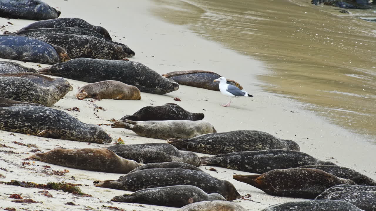 Big harbor seal scares a gull on the beach