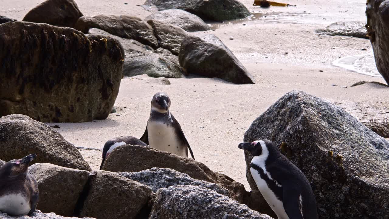 los pingüinos africanos buscan un lugar entre las rocas.
