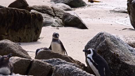 african penguins look for a spot among the rocks