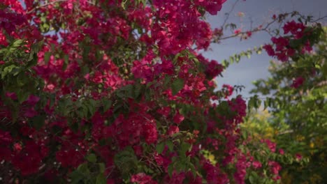 gliding-around-a-beautiful-big-bush-with-purple-pink-flowers