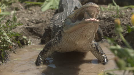 ekstremalny aligator w zwolnionym tempie połykający rybę