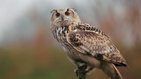 eurasian eagle-owl portrait