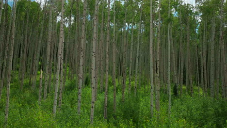 Aerial-cinematic-drone-down-jib-motion-slowly-sunny-lush-green-perfect-dense-Aspen-forest-Kebler-Pass-Crested-Butte-Telluride-Vail-Breckenridge-stunning-peaceful-summer-Rocky-Mountains-Colorado