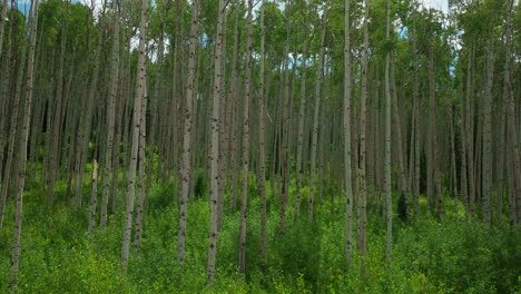 drone cinematográfico aéreo hacia abajo movimiento de jib lentamente soleado verde exuberante perfecto denso bosque de aspen paso de kebler crested butte telluride vail breckenridge impresionante verano pacífico montañas rocosas de colorado