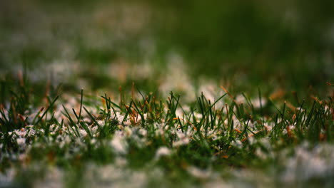 fondo con la primera nieve sobre hierba verde en invierno