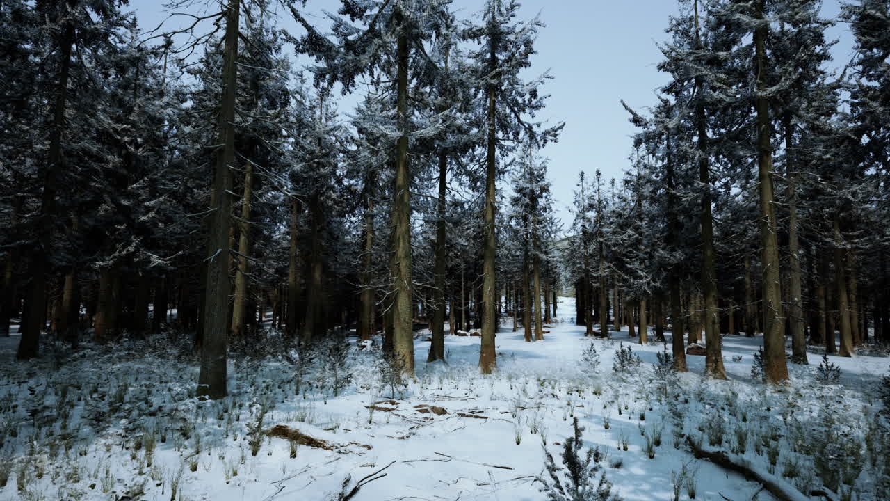Sneklædt Skov om Vinteren