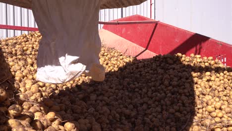 Patatas-Vertiendo-Sobre-El-Transportador.