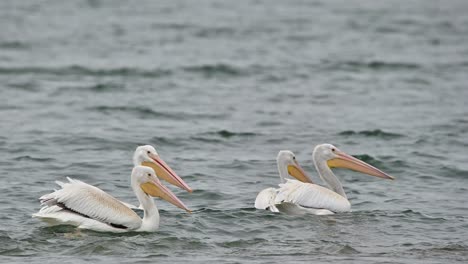 cooney bay's autumn ambassadors: american white pelicans