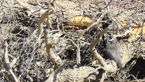Honey-Badger,-or-Ratel,-seeks-insect-grubs-in-dry-fallen-Kalahari-tree