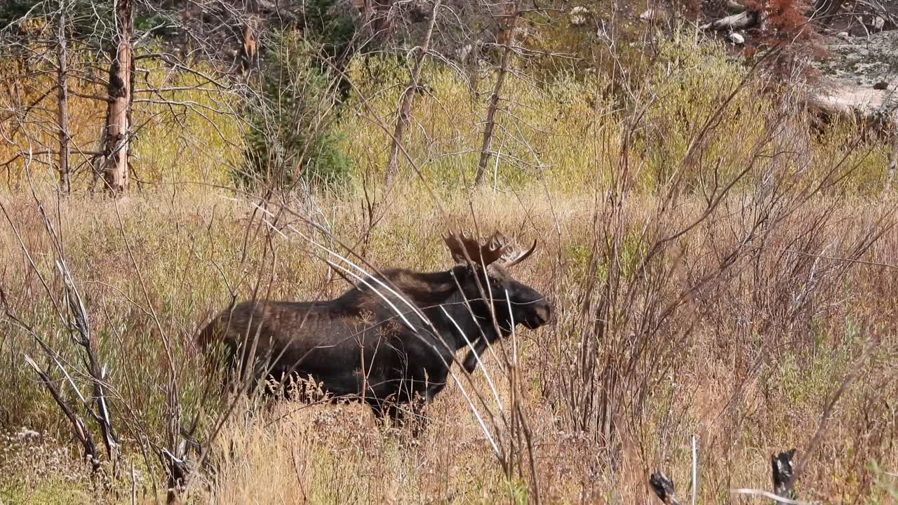 Young bull moose walks through a meadow and looks around