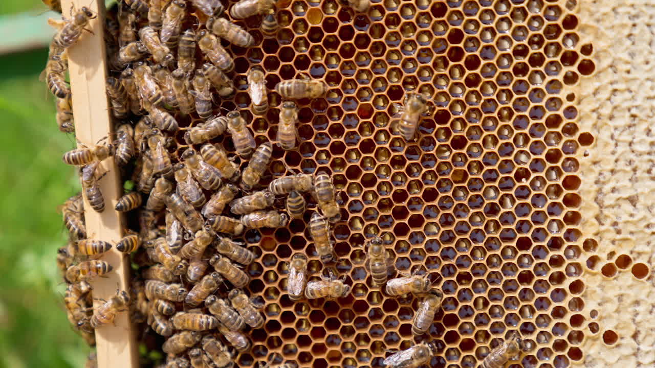 Honeybees on Honeycomb Frame