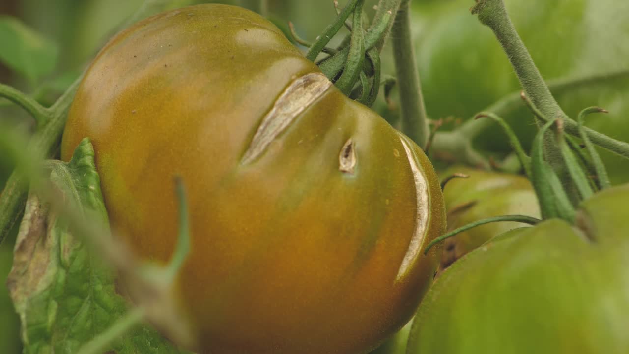 종에 따라 다른 색상의 토마토-3