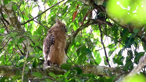 The-Buffy-Fish-Owl-is-a-big-owl-and-yet-the-smallest-among-the-four-Fish-Owls