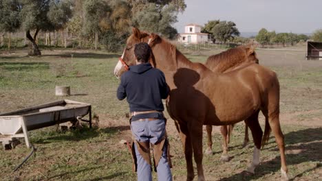 Man-taking-off-halter-from-horse-after-walk