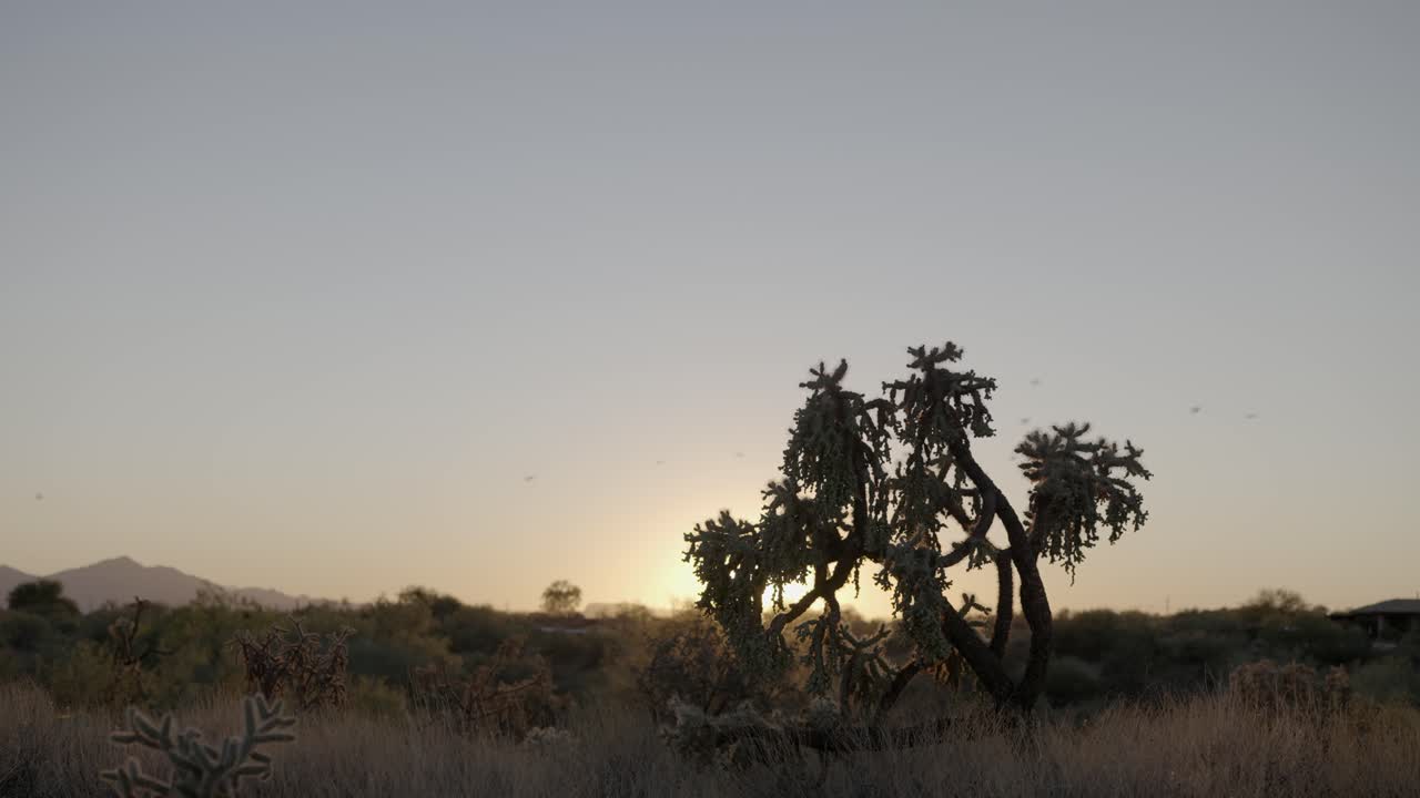 hermoso paisaje desértico durante el amanecer con rayos de sol atravesando cactus solitarios