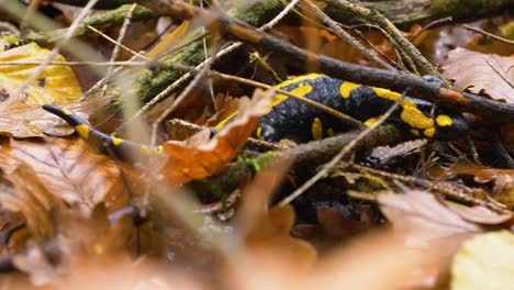 Salamandra-De-Fuego-Con-Manchas-Amarillas-Y-Negras-Se-Arrastra-A-Través-De-Hojas-Marrones-Y-Cerca-De-Madera-Muerta