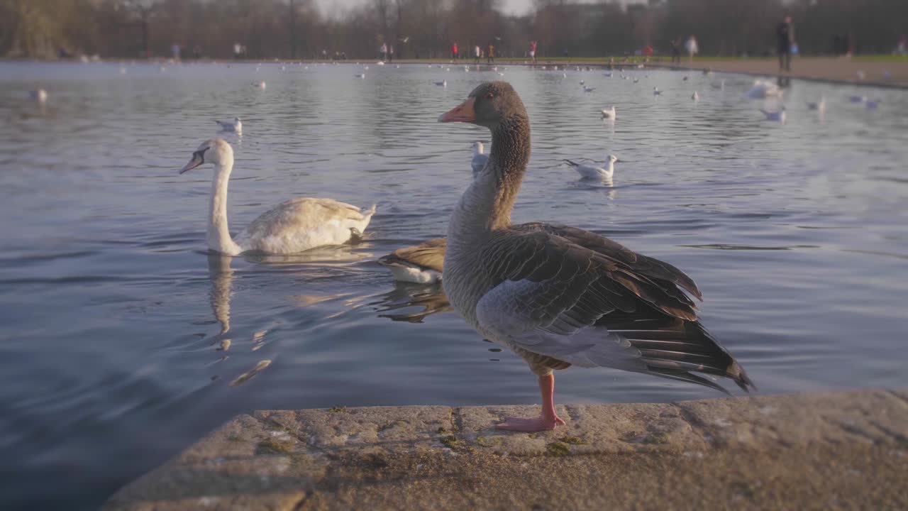 pájaro gris parado en un lago en un soleado día de invierno