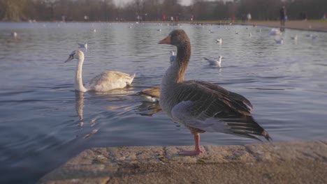 Grey-bird-Standing-at-a-lake-on-a-sunny-winter-day