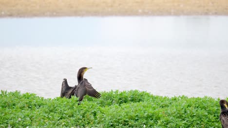 large cormorant sitting on her nest and flexing her wings, with a white face and yellow and grey bill