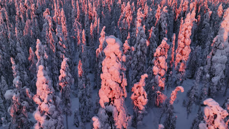 aerial rising tilt shot of a snowy tree, between pink woods, winter sunrise in lapland