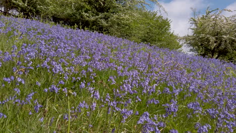 großes feld mit glockenblumen auf einem hügel in den yorkshire dales, umgeben von weißdornbäumen in voller blüte, schwenk