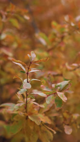 primer plano de la hoja de otoño roja vibrante balanceándose suavemente en el viento contra un fondo verde borroso, capturando la belleza serena de la naturaleza durante la temporada de otoño
