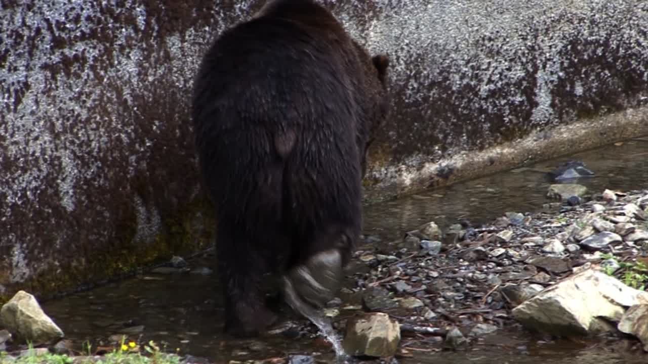 gran oso negro caminando lentamente a lo largo de una pared a través de pequeños charcos de agua